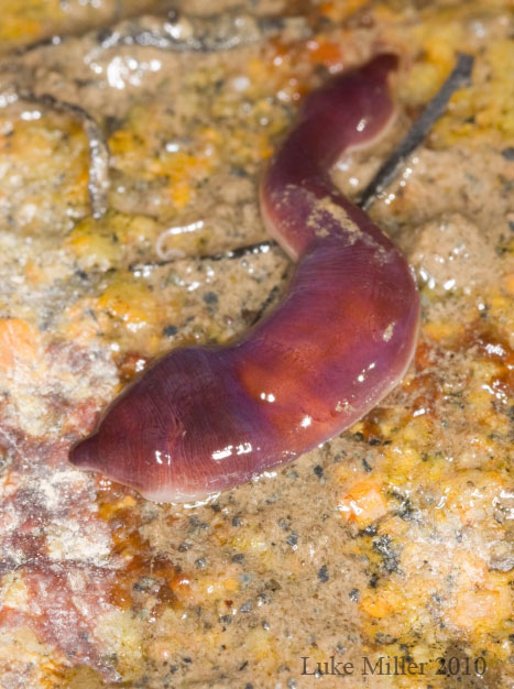 Nemertean worm