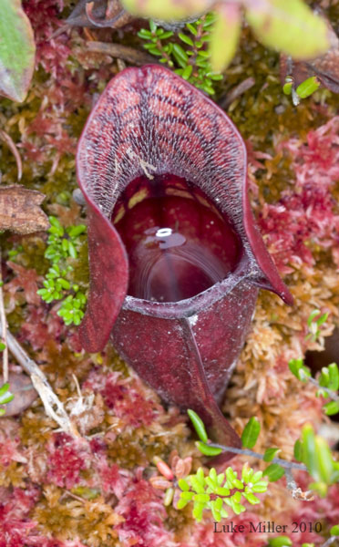Pitcher plant from the Quoddy Head bog