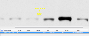 For the user-defined background correction, begin by drawing a selection shape on the area you want to represent the background noise for the whole image.