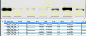 After defining my background sample, I then placed a box of constant size over each of my real sample bands. 