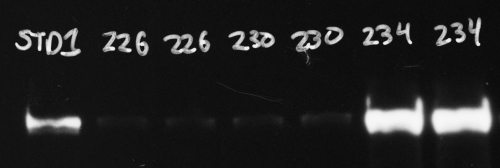 Figure 3. An example blot image with very faint samples (226 + 230) and very bright samples (234). The sample standard STD1 is used as the standard for quantifying relative protein concentrations on this blot.