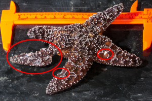 A Pisaster ochraceus seastar exhibiting symptoms of the wasting syndrome. Lesions and "melting" tissue are circled in red. 