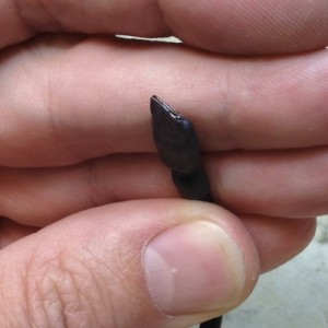 The flattened end of the adhesive-lined heat shrink tubing. This is somewhat waterproof on its own, but isn't particularly robust in the face of breaking waves. 
