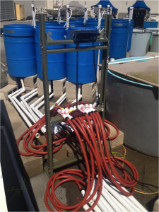 Several barrels with drain hoses attached to the Tide Height Controller moving rack, at the San Diego State University Coastal Marine Institute Laboratory. Photo by Jeremy Long. 