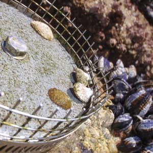 Lottia limpets sitting on an experimental plate in the intertidal zone.